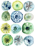 Sea Urchin Assortment II - Wall Art - By June Erica Vess- Gallery Art Company