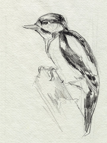 Woodpecker Sketch I - Wall Art - By Jennifer Paxton Parker- Gallery Art Company