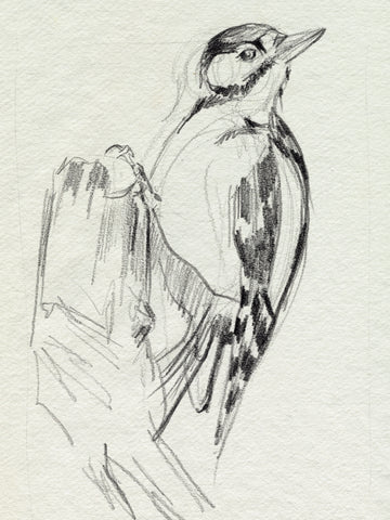 Woodpecker Sketch II - Wall Art - By Jennifer Paxton Parker- Gallery Art Company