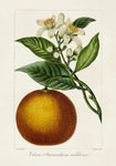 Antique Citrus Fruit I - Wall Art - By Pancrace Bessa- Gallery Art Company