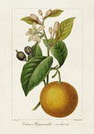 Antique Citrus Fruit II - Wall Art - By Pancrace Bessa- Gallery Art Company