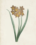 Classic Botanicals VI - Wall Art - By Bouquet.- Gallery Art Company