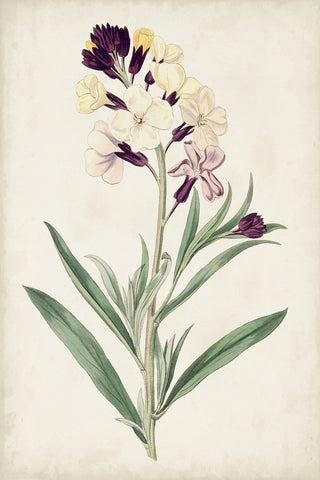 Antique Botanical Collection VII - Wall Art - By Ridgeway- Gallery Art Company