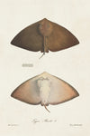 Antique Rays II - Wall Art - By Unknown- Gallery Art Company