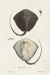 Antique Rays III - Wall Art - By Unknown- Gallery Art Company