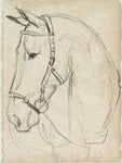 Horse in Bridle Sketch II - Wall Art - By Jennifer Paxton Parker- Gallery Art Company