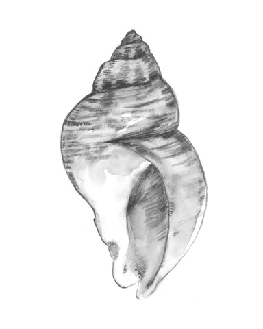 Quiet Conch I - Wall Art - By Emma Caroline- Gallery Art Company