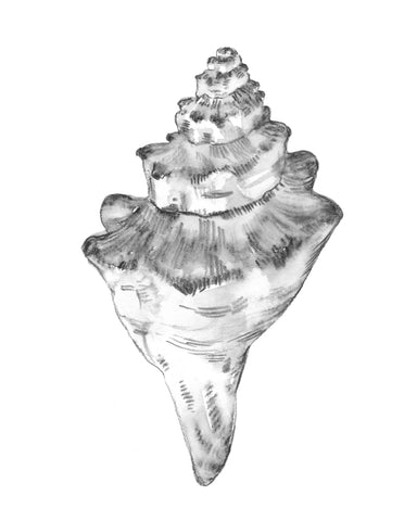 Quiet Conch III - Wall Art - By Emma Caroline- Gallery Art Company