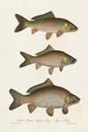 Species of Antique Fish I - Wall Art - By Unknown- Gallery Art Company