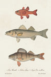 Species of Antique Fish II - Wall Art - By Unknown- Gallery Art Company