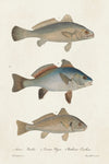 Species of Antique Fish III - Wall Art - By Unknown- Gallery Art Company