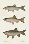 Species of Antique Fish IV - Wall Art - By Unknown- Gallery Art Company