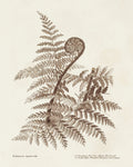 Sepia Fern Varieties I - Wall Art - By Unknown- Gallery Art Company