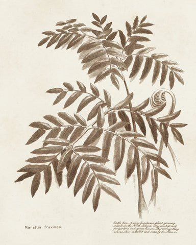 Sepia Fern Varieties II - Wall Art - By Unknown- Gallery Art Company