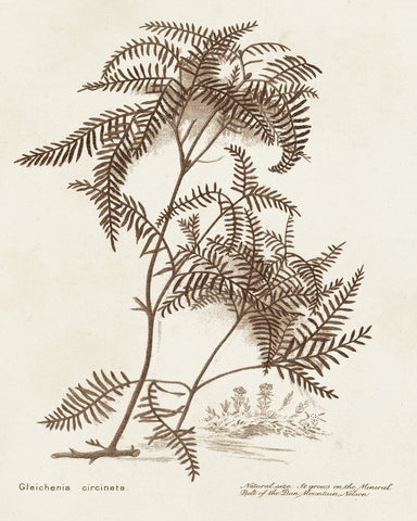 Sepia Fern Varieties III - Wall Art - By Unknown- Gallery Art Company