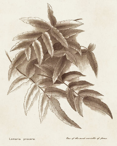 Sepia Fern Varieties IV - Wall Art - By Unknown- Gallery Art Company