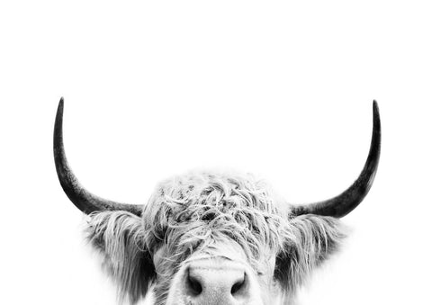 Peeking Cow BW - Wall Art - By SISI & SEB ART- Gallery Art Company