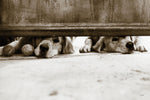 We See You v2 - Wall Art - By Jim Dratfield- Gallery Art Company