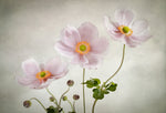 Anemones - Wall Art - By Mandy Disher- Gallery Art Company