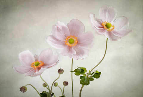 Anemones - Wall Art - By Mandy Disher- Gallery Art Company