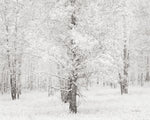 Snow Covered Cottonwood Trees - Wall Art - By Alan Majchrowicz- Gallery Art Company