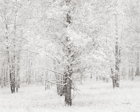 Snow Covered Cottonwood Trees - Wall Art - By Alan Majchrowicz- Gallery Art Company