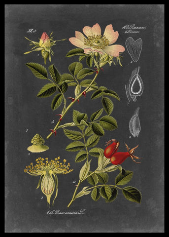 Midnight Botanical I - Wall Art - By Vision Studio- Gallery Art Company