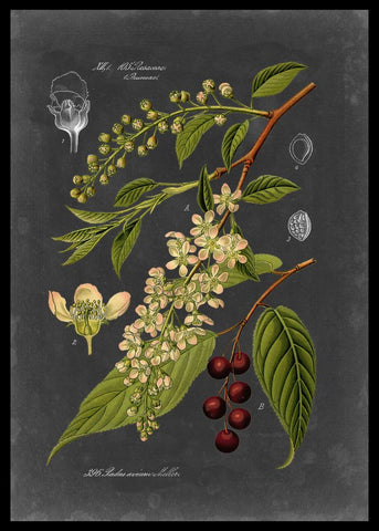 Midnight Botanical II - Wall Art - By Vision Studio- Gallery Art Company