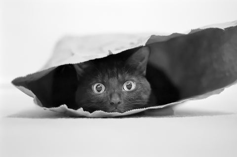 Cat in a bag - Wall Art - By Jeremy Holthuysen- Gallery Art Company