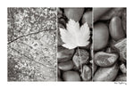 Nature Trio - Wall Art - By Alan Majchrowicz- Gallery Art Company
