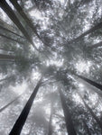 Fir Trees I - Wall Art - By Alan Majchrowicz- Gallery Art Company