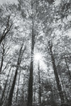 Autumn Forest I BW - Wall Art - By Alan Majchrowicz- Gallery Art Company