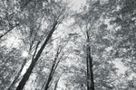 Autumn Forest III BW - Wall Art - By Alan Majchrowicz- Gallery Art Company