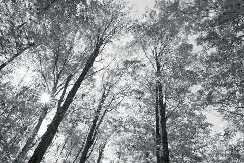 Autumn Forest III BW - Wall Art - By Alan Majchrowicz- Gallery Art Company