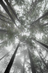 Fir Trees I Bright - Wall Art - By Alan Majchrowicz- Gallery Art Company