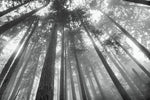 Fir Trees III BW - Wall Art - By Alan Majchrowicz- Gallery Art Company