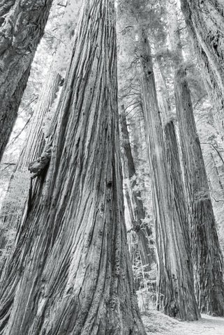 Redwoods Forest III BW - Wall Art - By Alan Majchrowicz- Gallery Art Company