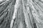 Redwoods Forest IV BW - Wall Art - By Alan Majchrowicz- Gallery Art Company