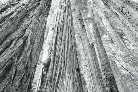 Redwoods Forest IV BW - Wall Art - By Alan Majchrowicz- Gallery Art Company