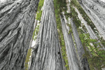 Redwoods Forest IV BW with Color - Wall Art - By Alan Majchrowicz- Gallery Art Company