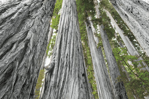 Redwoods Forest IV BW with Color - Wall Art - By Alan Majchrowicz- Gallery Art Company