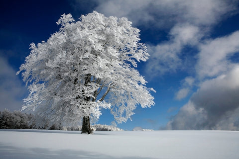 White Windbuche in Black Forest - Wall Art - By Nicolas Schumacher- Gallery Art Company