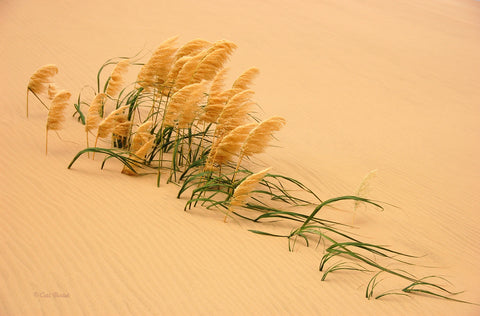 Pampas Grass in Sand Dune - Wall Art - By Carl Bostek- Gallery Art Company