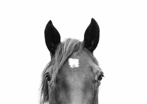 Peeking Horse - Wall Art - By SISI & SEB ART- Gallery Art Company