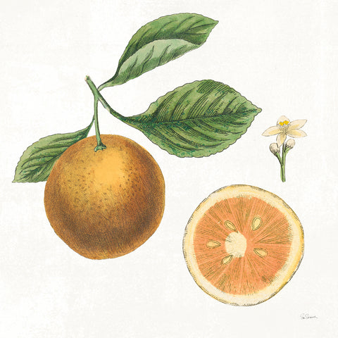 Classic Citrus IV - Wall Art - By Sue Schlabach- Gallery Art Company