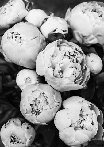 Peonies - Wall Art - By SISI & SEB ART- Gallery Art Company