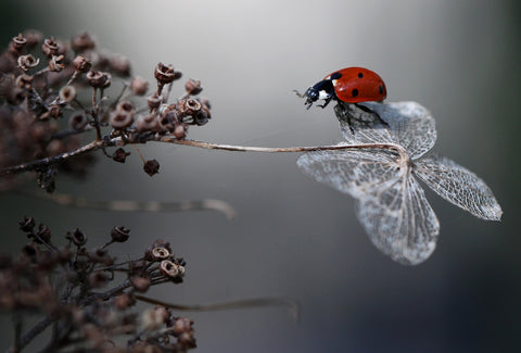 Ladybird on hydrangea. - Wall Art - By Ellen van Deelen- Gallery Art Company