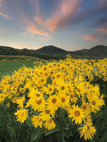 Methow Valley Wildflowers I - Wall Art - By Alan Majchrowicz- Gallery Art Company