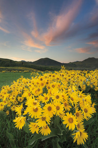 Methow Valley Wildflowers I - Wall Art - By Alan Majchrowicz- Gallery Art Company