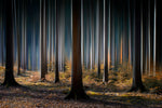 Mystic Wood - Wall Art - By Carsten Meyerdierks- Gallery Art Company